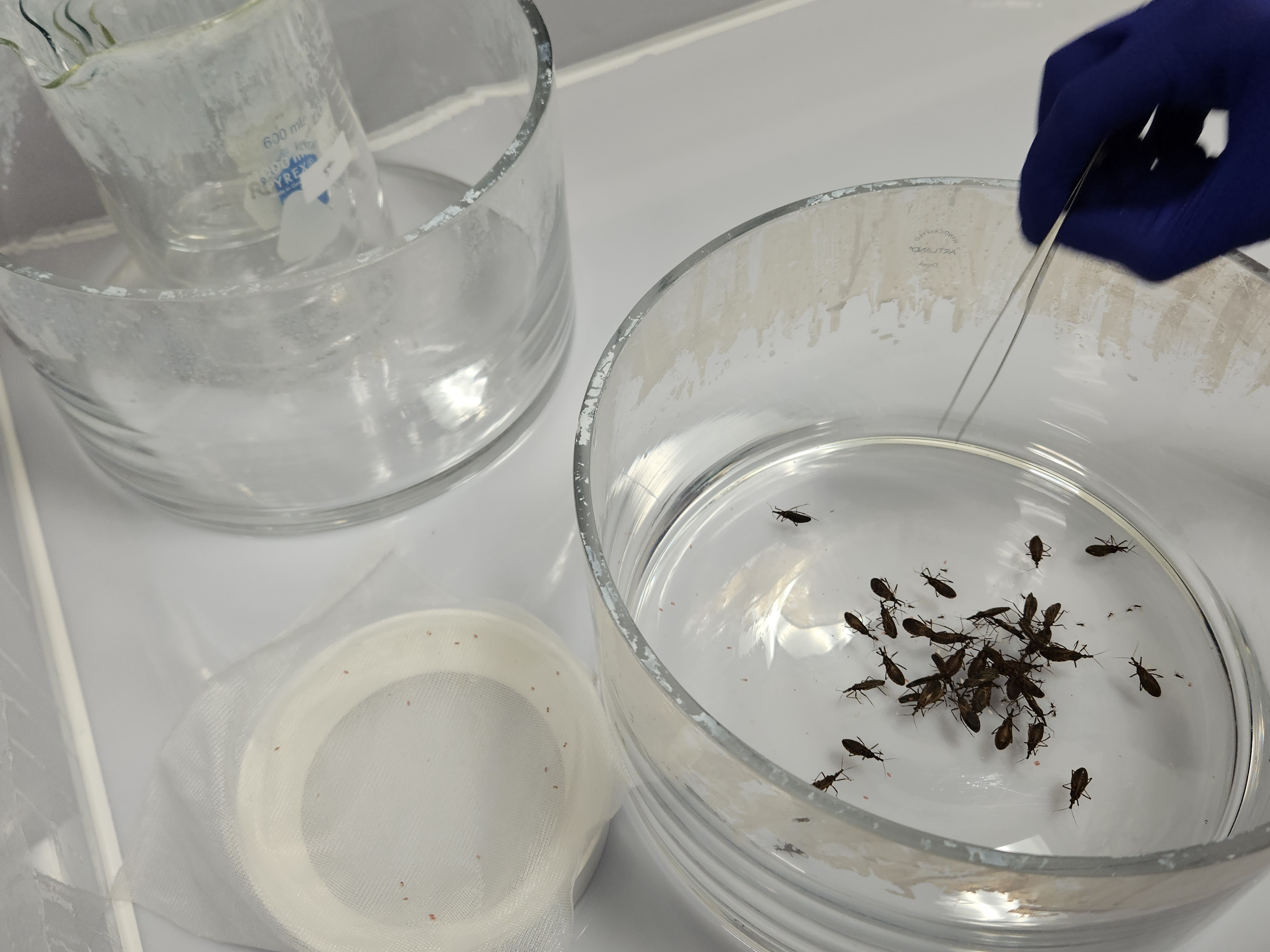 Chagas insectos besadores