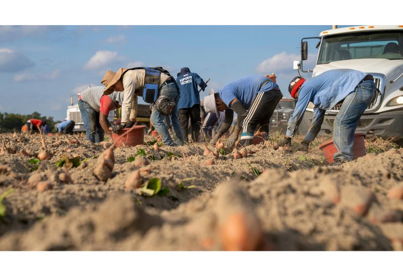 Trabajadores agrícolas
